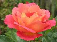 009.webp
