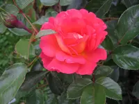 Sommerwind 011.webp