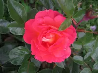 Sommerwind 010.webp