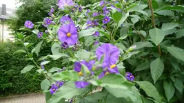 P1100527.webp