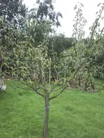 apfel.webp