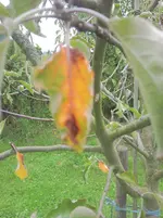 apfel1.webp