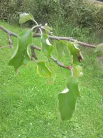 apfel2.webp