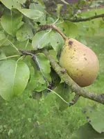 birne1.webp