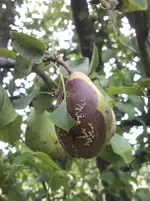 birne3.webp