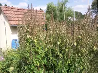 Foto2016.webp