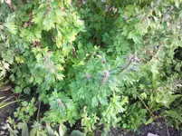 Foto2012.webp