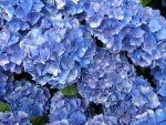 Hortensie_blau_IMG_0007.JPG