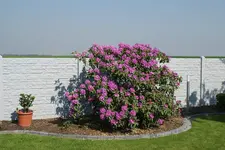 Hortensie_Rot_DSC03360.webp
