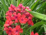 IMG_phlox orange_1067x800.jpg