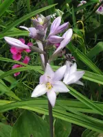 IMG_6167_600x800.webp