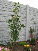 Gingko_IMG_3423.webp