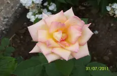 Rosen 4.webp