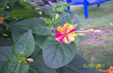 Wunderblume 2.webp