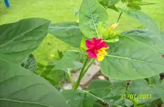 Wunderblume 3.webp