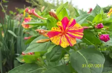 Wunderblume 4.webp