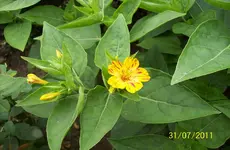Wunderblume 5.webp