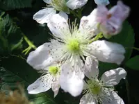 DSCN0037.webp