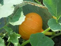 DSCN0027.webp