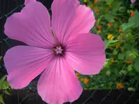 DSCN0033.webp