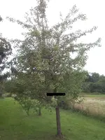 birne.webp