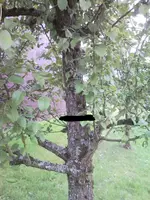 birne3.webp
