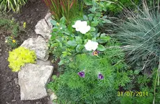 Rosen.webp