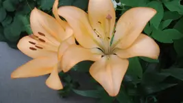 DSC03694.webp
