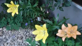 DSC03682.webp