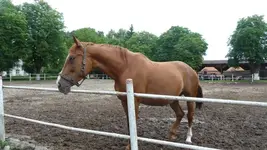 Liesken2.webp