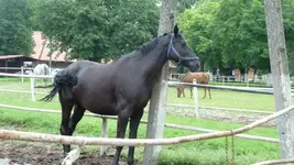 Liesken3.webp