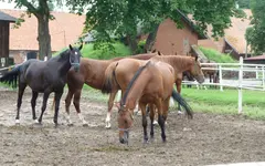 Liesken6.webp