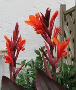 Garten 004.webp