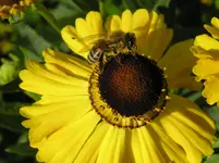 Sonnenbraut_Makro_01_08_2011 006.webp