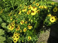 Sonnenbraut_01_08_2011 005.webp