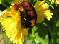 Sonnenbraut_Makro_01_08_2011 007.webp