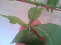 2011-08-01 19.04.38.webp