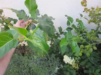 IMG_0666.webp