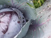 rotkohl.webp