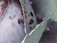 rotkohl 2.webp