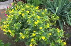 Wunderblume.webp