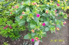 Wunderblume 1.webp
