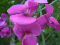DSCN0052.webp