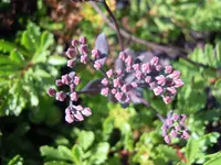 DSCN0053.webp