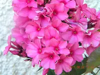 DSCN0670.webp