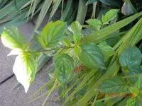DSCN0665.webp
