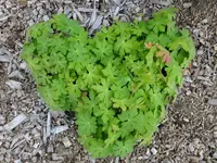 DSCF0785.webp
