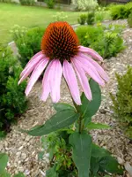 DSCF0795.webp