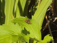 DSC01939 - 2011-08-02- mini-schmetterling.webp