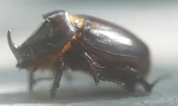 Nashornkäfer6.webp